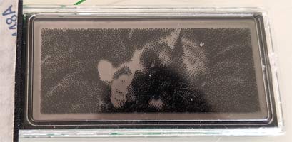 A black and white image of a cat, barely discernible on an EPOP50 electronic price tag